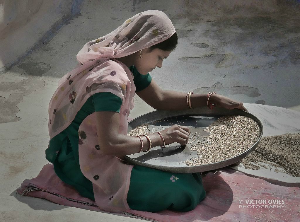 Grain cleaning in Jodhpur